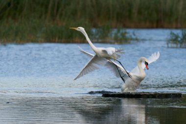 Büyük Beyaz Akbalıkçıl (Ardea alba), İngiltere 'nin Somerset kentindeki Ham Wall gölündeki bir platformu ele geçirir..