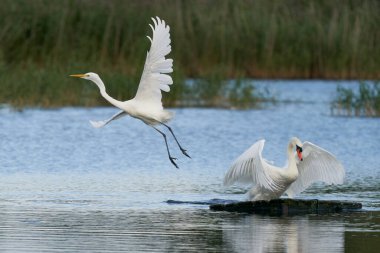 Büyük Beyaz Akbalıkçıl (Ardea alba), İngiltere 'nin Somerset kentindeki Ham Wall gölündeki bir platformu ele geçirir..