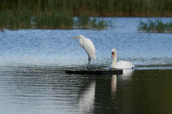 Mute Swan Cygnus Olor Πλησιάζει Μια Πλατφόρμα Που Καταλαμβάνεται Από — Φωτογραφία Αρχείου