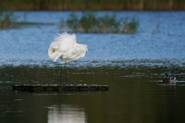 Great White Egret Ardea Alba Που Δεσπόζει Λίμνη Στο Ham — Φωτογραφία Αρχείου