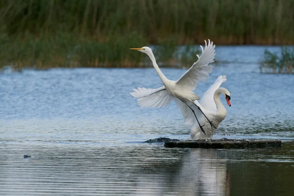 Great White Egret Ardea Alba Σκάει Mute Swan Cygnus Olor — Φωτογραφία Αρχείου