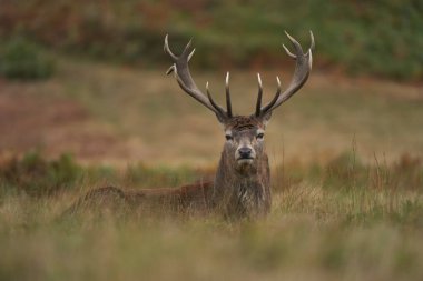 İngiltere 'nin Leicestershire, Bradgate Park' taki yıllık monotonluk döneminde baskın bir geyik çiftleşme hakkına meydan okuyacağı zamanı bekleyen bir üreme grubunun çevresindeki kırmızı geyik (Cervus elaphus)..