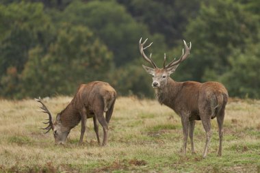 İngiltere 'nin Leicestershire, Bradgate Park' taki yıllık monotonluk döneminde baskın bir geyik çiftleşme hakkına meydan okuyacağı zamanı bekleyen bir üreme grubunun çevresindeki kırmızı geyik (Cervus elaphus)..