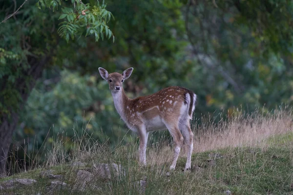 Fallow Deer Fawn Dama Dama Tijdens Jaarlijkse Sleur Bradgate Park — Stockfoto