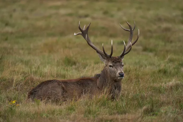 Олень Красных Оленей Cervus Elaphus Периферии Племенной Группы Ждущей Времени — стоковое фото