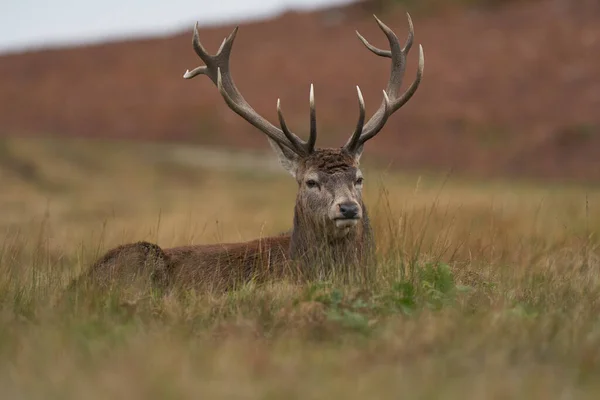 Cervus Elaphus 在繁殖群的外围等待着在英格兰莱斯特郡布拉德利盖特公园举行的一年一度的交配活动中 红鹿能够挑战主要的雄鹿的交配权 — 图库照片