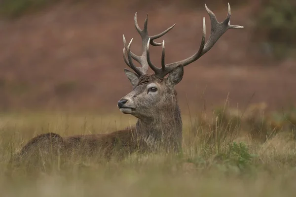 Червоний Олень Cervus Elaphus Периферії Групи Розмноження Чекає Часу Коли — стокове фото