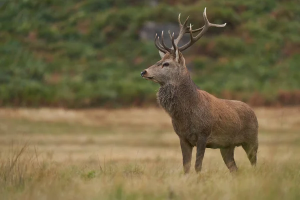 Red Deer Stag Cervus Elaphus Στην Περιφέρεια Μιας Ομάδας Αναπαραγωγής — Φωτογραφία Αρχείου