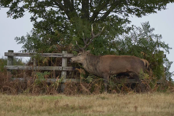 Jelen Červený Cervus Elaphus Škrábání Značení Dřevěného Plotu Chránícího Strom — Stock fotografie