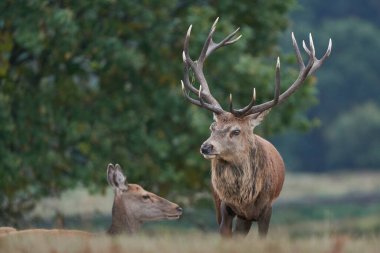 İngiltere 'nin Leicestershire, Bradgate Park' taki yıllık monotonluk döneminde baskın Kırmızı Geyik geyiği (Cervus elaphus) ve arka burun..