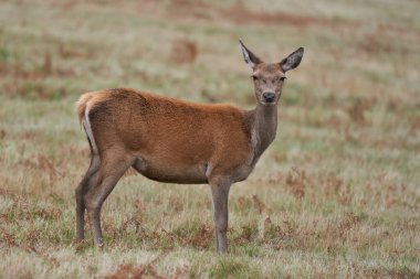 Kızıl Geyik arka (Cervus elaphus) Bradgate Park, Leicestershire, İngiltere 'de yıllık monotonluk döneminde.