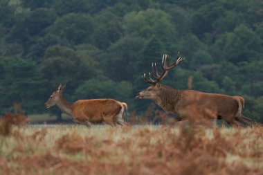 İngiltere 'nin Leicestershire kentindeki Bradgate Park' taki yıllık monotonluk döneminde baskın Kızıl Geyik geyiği (Cervus elaphus) bir arka avını takip ediyor..