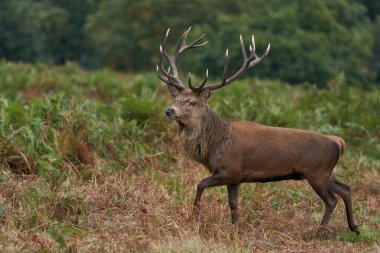 İngiltere 'nin Leicestershire, Bradgate Park' taki yıllık monotonluk döneminde Geyik Geyiği (Cervus elaphus) sonbahar aylarında yürüyor..