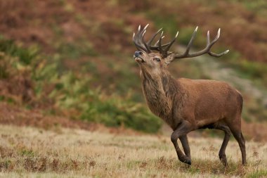 İngiltere 'nin Leicestershire kentindeki Bradgate Park' taki yıllık monotonluk döneminde çiftleşme grubunda erkek geyikleri toplamak için koşan baskın kırmızı geyik (Cervus elaphus).