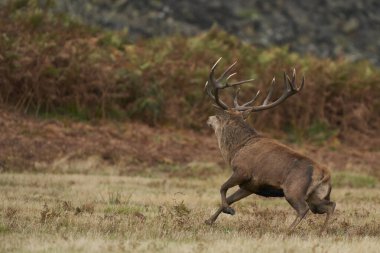 İngiltere 'nin Leicestershire kentindeki Bradgate Park' taki yıllık monotonluk döneminde çiftleşme grubunda erkek geyikleri toplamak için koşan baskın kırmızı geyik (Cervus elaphus).