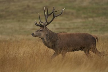 İngiltere 'nin Leicestershire, Bradgate Park' taki yıllık monotonluk döneminde rakip geyikleri uyarmak için sürekli tetikte olan baskın kırmızı geyik (Cervus elaphus)..