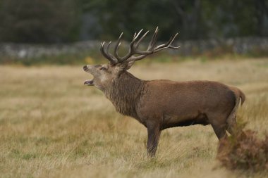 Bradgate Park, Leicestershire, İngiltere 'deki yıllık monotonluk döneminde rakip geyikleri uyarmaya çalışan baskın kızıl geyik (Cervus elaphus).