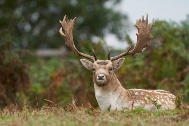 Bradgate Park, Leicestershire, İngiltere 'deki yıllık monotonluk döneminde Fallow Geyik Geyiği (Dama dama). 