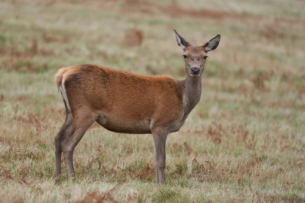 Kızıl Geyik arka (Cervus elaphus) Bradgate Park, Leicestershire, İngiltere 'de yıllık monotonluk döneminde.