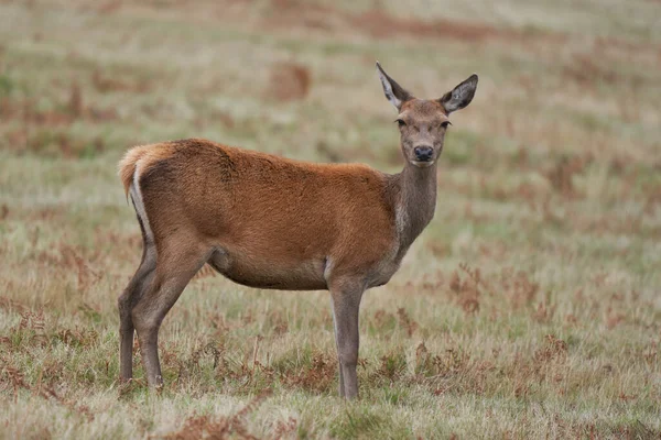 Red Deer Hind Cervus Elaphus Během Každoročního Běhu Bradgate Parku — Stock fotografie