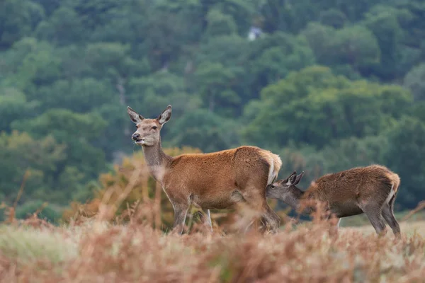 Red Deer Hind Cervus Elaphus Die Haar Jongen Zogen Bradgate — Stockfoto