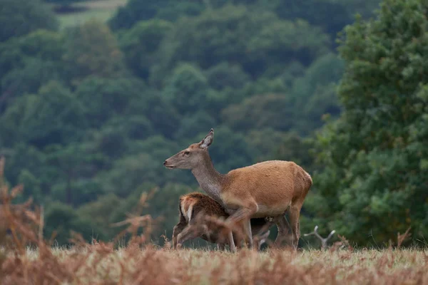 Червоний Дір Позаду Cervus Elaphus Смокче Своє Дитя Бредгейт Парку — стокове фото