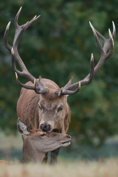 Δεσπόζουσα Red Deer Stag Cervus Elaphus Και Πίσω Nuzzle Κατά — Φωτογραφία Αρχείου
