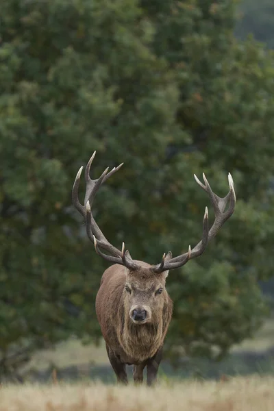 在英格兰莱斯特郡布拉德盖特公园 Cervus Elaphus 在一年一度的车辙中时刻保持警惕 以防止对手的步履蹒跚 — 图库照片