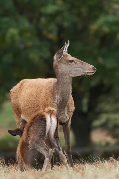 英国莱斯特郡布拉德盖特公园 红色鹿后 Cervus Elaphus 正在给小鹿喂奶 — 图库照片