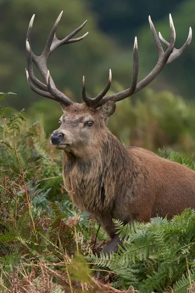 İngiltere 'nin Leicestershire, Bradgate Park' taki yıllık monotonluk döneminde Geyik Geyiği (Cervus elaphus) sonbahar aylarında yürüyor..