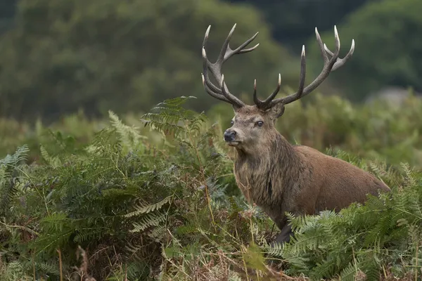 Κυρίαρχος Red Deer Stag Cervus Elaphus Περπατώντας Στο Bracken Του — Φωτογραφία Αρχείου