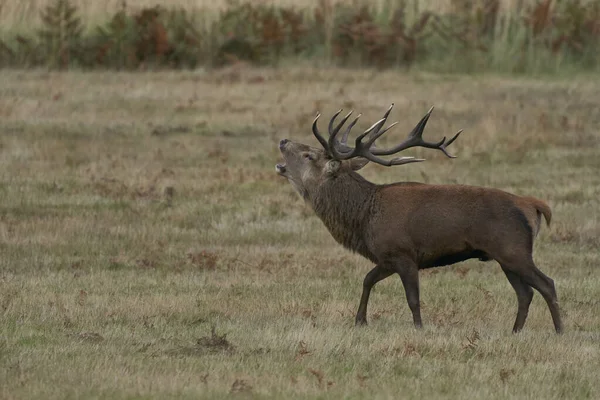 Dominanter Rothirsch Cervus Elaphus Der Brüllt Rivalisierende Hirsche Während Der — Stockfoto