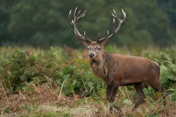 Dominant Red Deer Stag Cervus Elaphus Vandrar Genom Höstbracken Den — Stockfoto