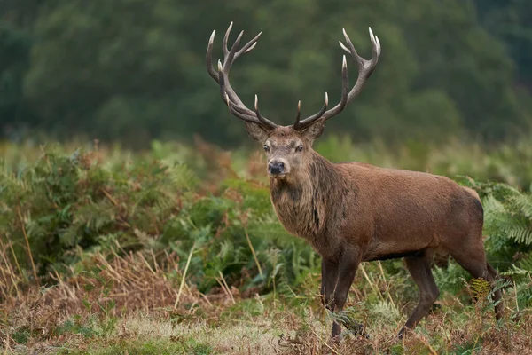 Домінуючий Червоний Олень Cervus Elaphus Під Час Щорічного Руту Бредгейт — стокове фото