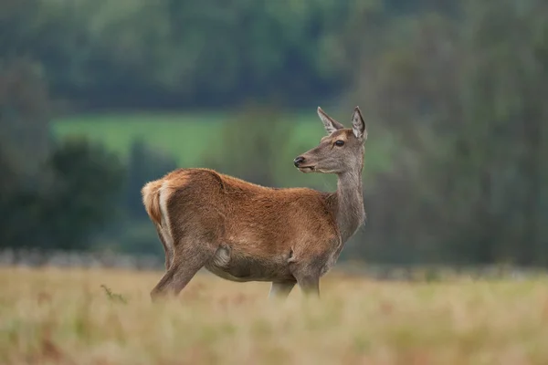 Red Deer Hind Cervus Elaphus Время Ежегодной Прогулки Парке Бредгейт — стоковое фото
