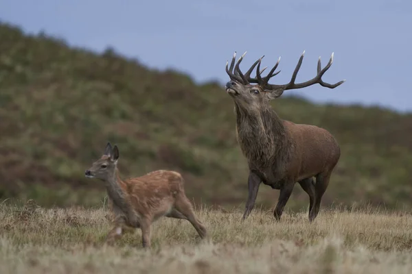 Dominant Red Deer Stag Cervus Elaphus Springer För Att Samla — Stockfoto
