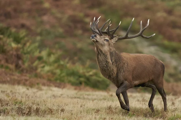 İngiltere 'nin Leicestershire kentindeki Bradgate Park' taki yıllık monotonluk döneminde çiftleşme grubunda erkek geyikleri toplamak için koşan baskın kırmızı geyik (Cervus elaphus).