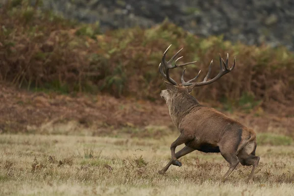 Κυρίαρχος Red Deer Stag Cervus Elaphus Που Τρέχει Μαζέψει Ινδιάνους — Φωτογραφία Αρχείου