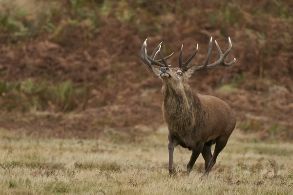 İngiltere 'nin Leicestershire kentindeki Bradgate Park' taki yıllık monotonluk döneminde çiftleşme grubunda erkek geyikleri toplamak için koşan baskın kırmızı geyik (Cervus elaphus).