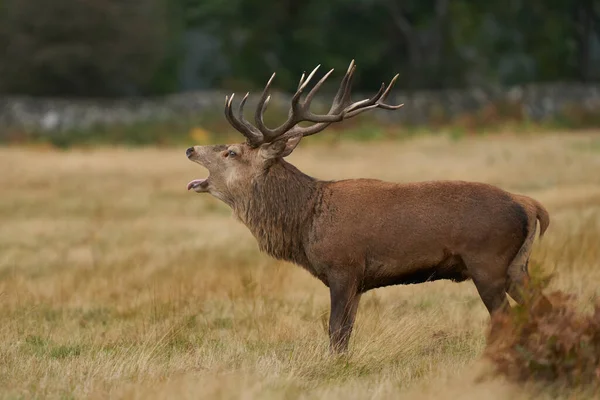 Κυρίαρχος Red Deer Stag Cervus Elaphus Βρυχάται Προειδοποιήσει Αντίπαλα Ελάφια — Φωτογραφία Αρχείου
