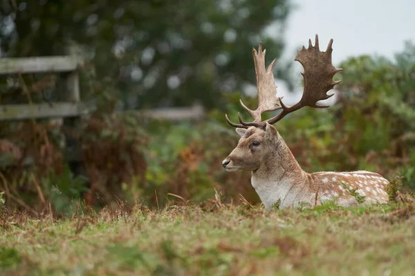 Fallow Deer Jelen Dama Dama Během Každoroční Rutiny Bradgate Park — Stock fotografie