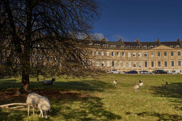 Bath Somerset Velká Británie Listopadu 2021 Ovce Pasoucí Poli Před — Stock fotografie