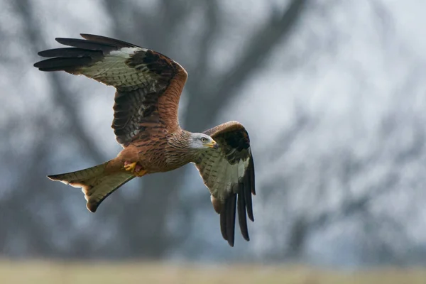 Rotmilan Milvus Milvus Fliegt Tief Über Die Landschaft Von Wales — Stockfoto