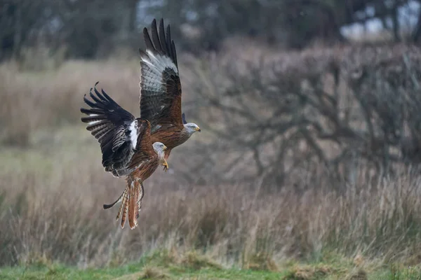 Red Kite Milvus Milvus Volando Bajo Para Recoger Comida Gigrin —  Fotos de Stock