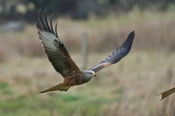 Red Kite Milvus Milvus Volando Bajo Por Campo Gales Reino —  Fotos de Stock