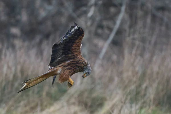 Cometa Roja Milvus Milvus Alimentándose Alimentos Retenidos Sus Garras Mientras —  Fotos de Stock