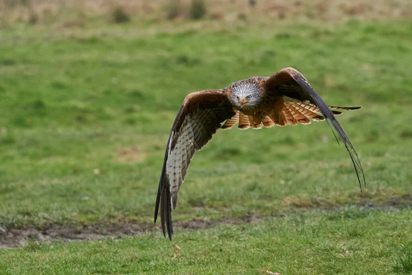 Red Kite Milvus Milvus Letí Nízko Přes Krajinu Walesu Spojeném — Stock fotografie