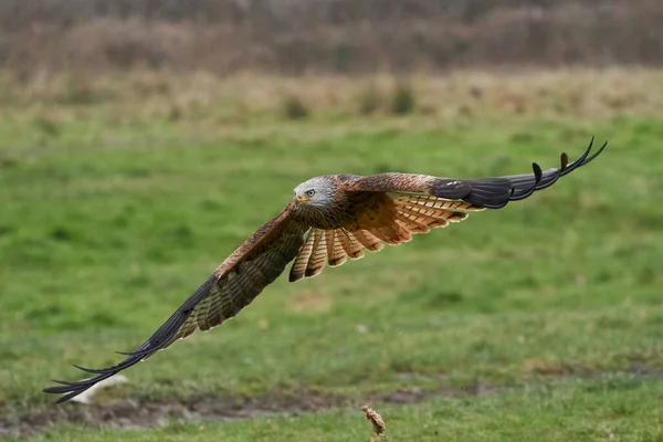 Red Kite Milvus Milvus Voando Baixo Através Campo Gales Reino — Fotografia de Stock