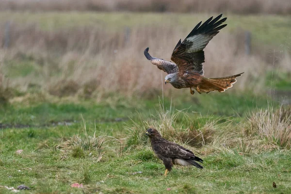 Red Kite Milvus Milvus Letí Nízko Aby Vyzvedl Jídlo Gigrin — Stock fotografie