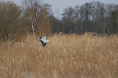 Gri Heron (Ardea cinerea) İngiltere 'nin Somerset kentindeki Ham Wall' da yuva malzemesi toplarken sazlığın üzerinde alçaktan uçar..